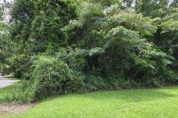 2729 Harlem Street photo 4