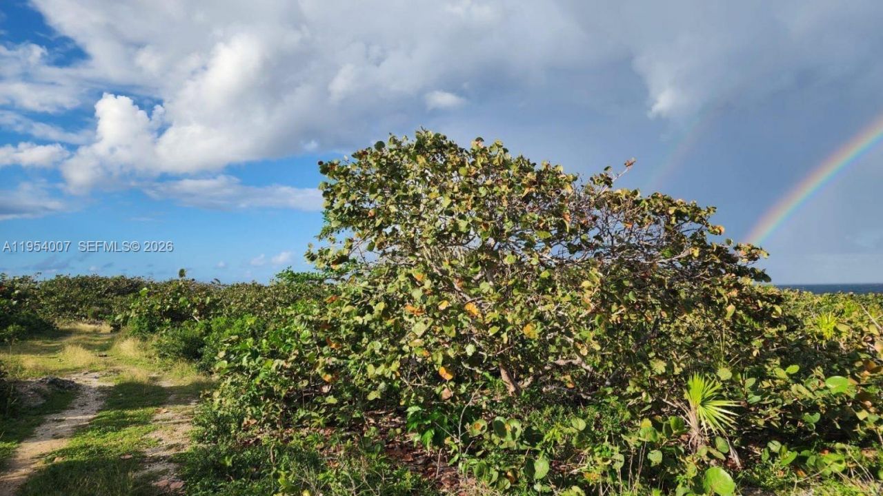 00 Galina, St. Mary, Jamaica, , FL 00000 Photo