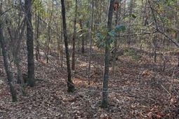 01 Broughton Road photo 4