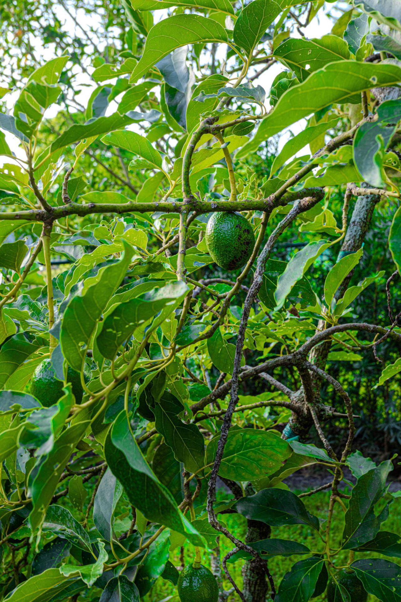 875 NW 120th Avenue, Plantation, FL 33325 Photo