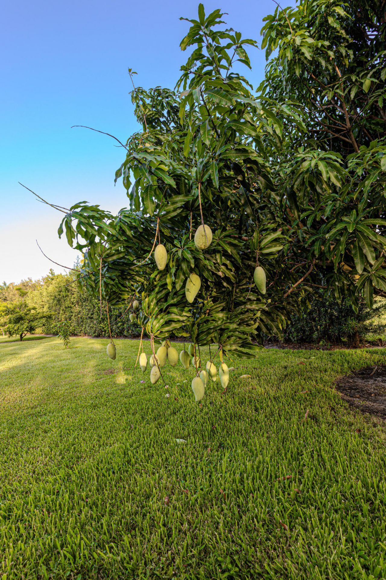 875 NW 120th Avenue, Plantation, FL 33325 Photo