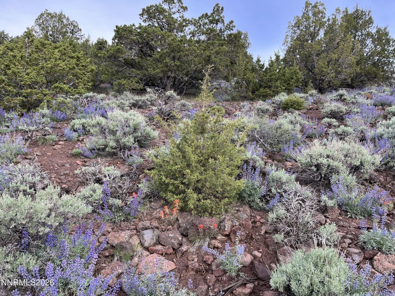 0 Microwave Road, Lot #1, Reno, NV 89510 Photo