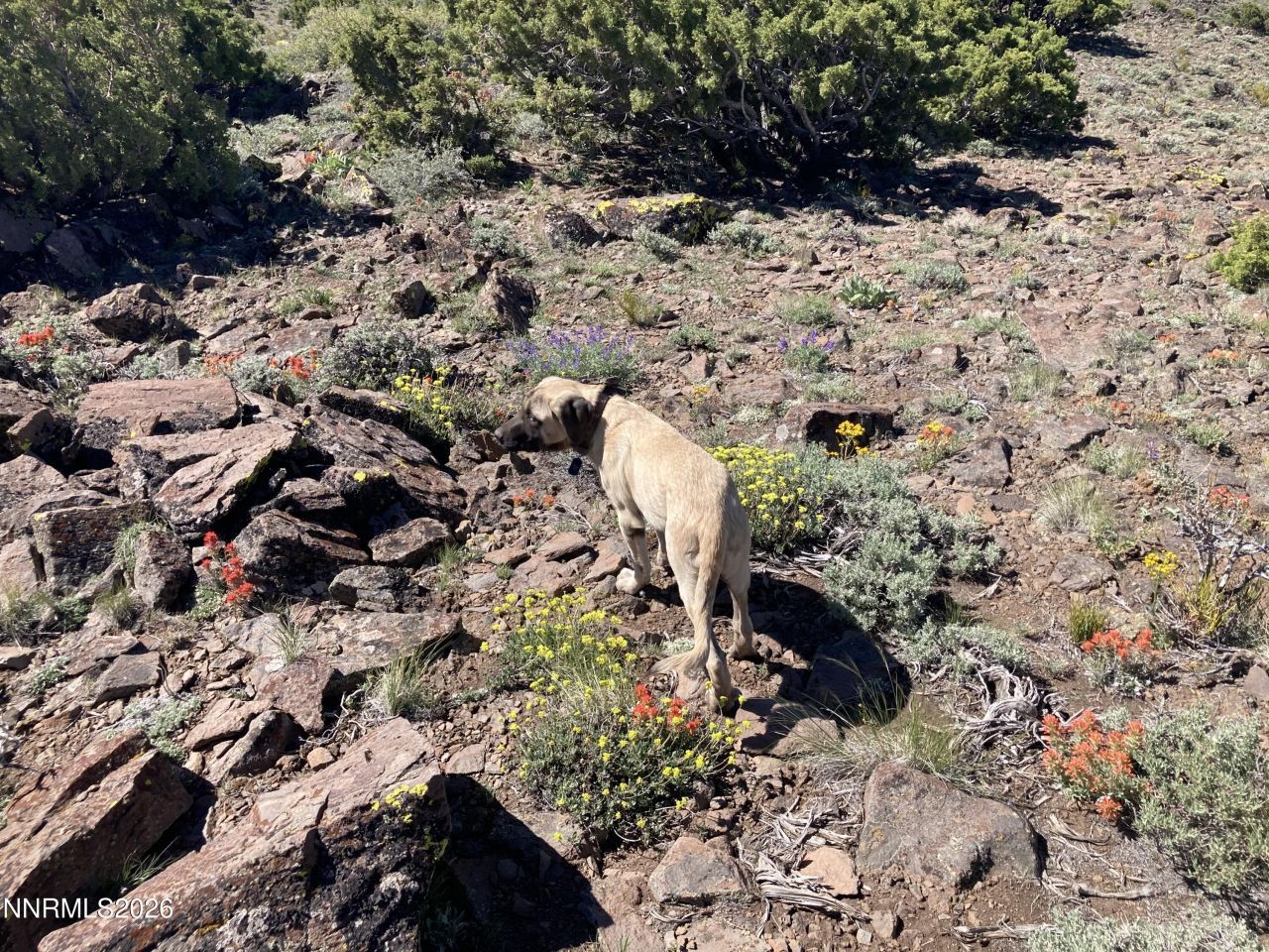 0 Microwave Road, Lot #1, Reno, NV 89510 Photo