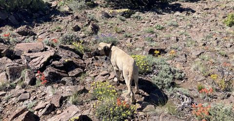 0 Microwave Road, Lot #1, Reno, NV 89510 Photo