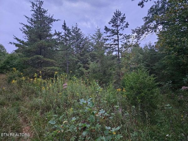 00 Sandy Rd N/O Rd, Wilder, TN 38589