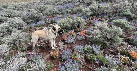 0 Microwave Road, Lot #4, Reno, NV 89510 Photo