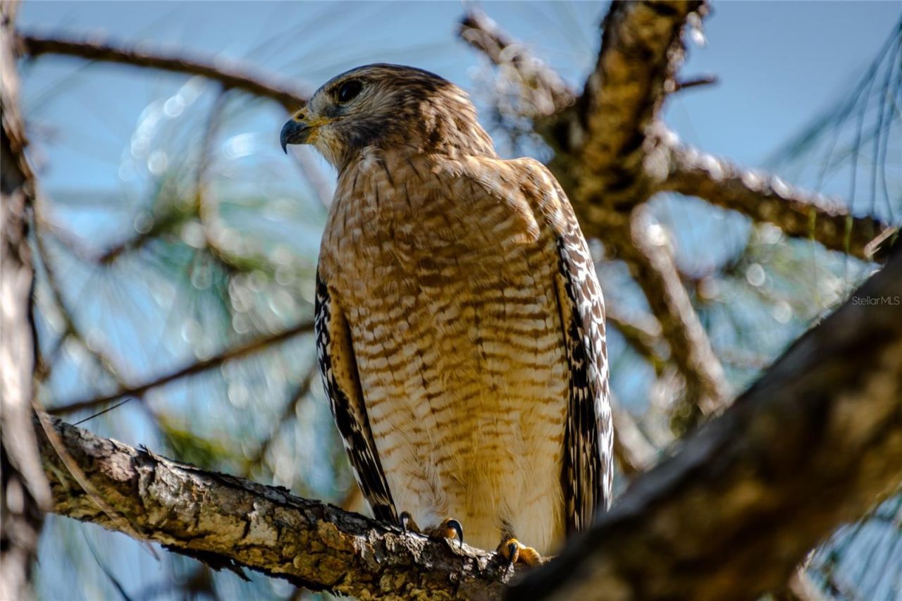 11637 Old Florida Lane, Parrish, FL 34219 Photo