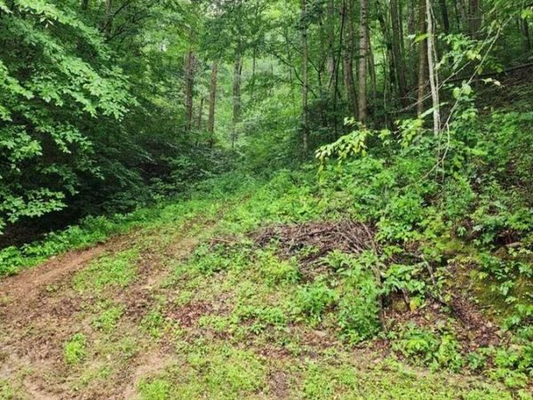 4473 Chavis Rd, Cosby, TN 37722