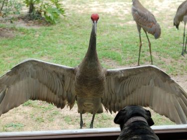 13668 NE 226TH AVENUE ROAD, SALT SPRINGS, FL 32134