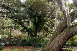 10670 Ocean Hwy.  photo 4