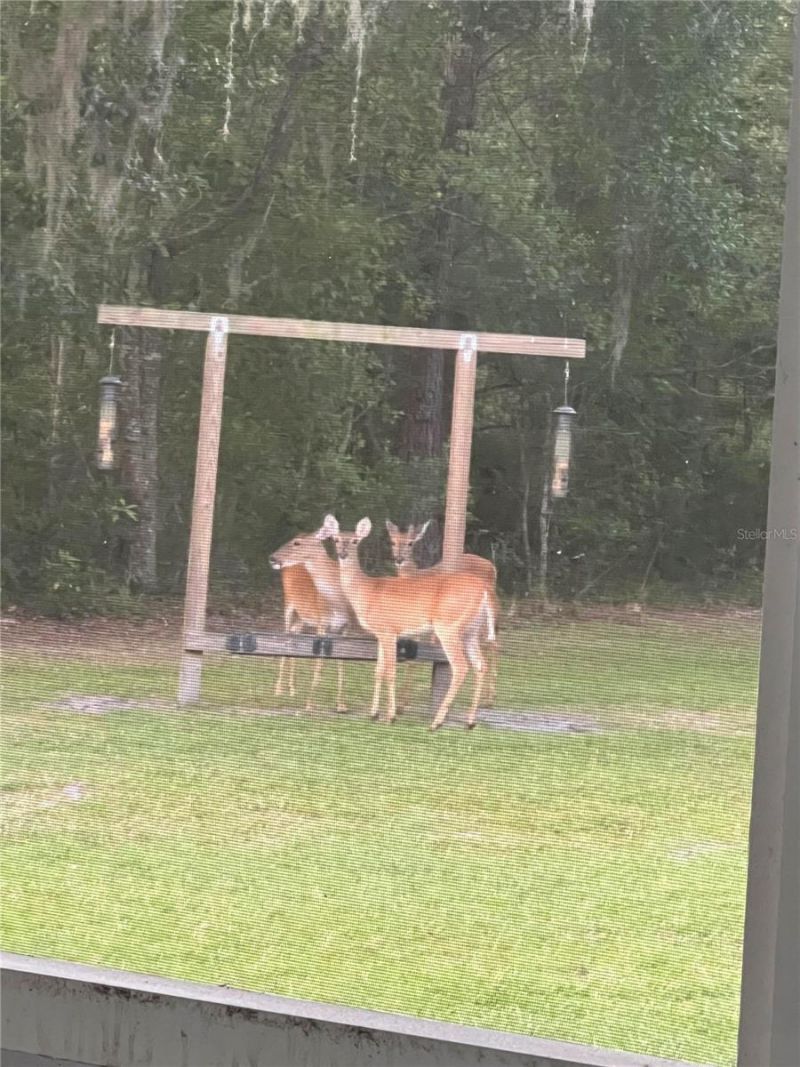 163 NW Amber Court, Lake City, FL 32055 Photo