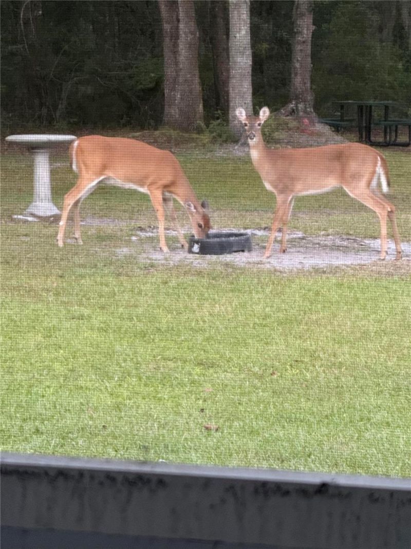 163 NW Amber Court, Lake City, FL 32055 Photo