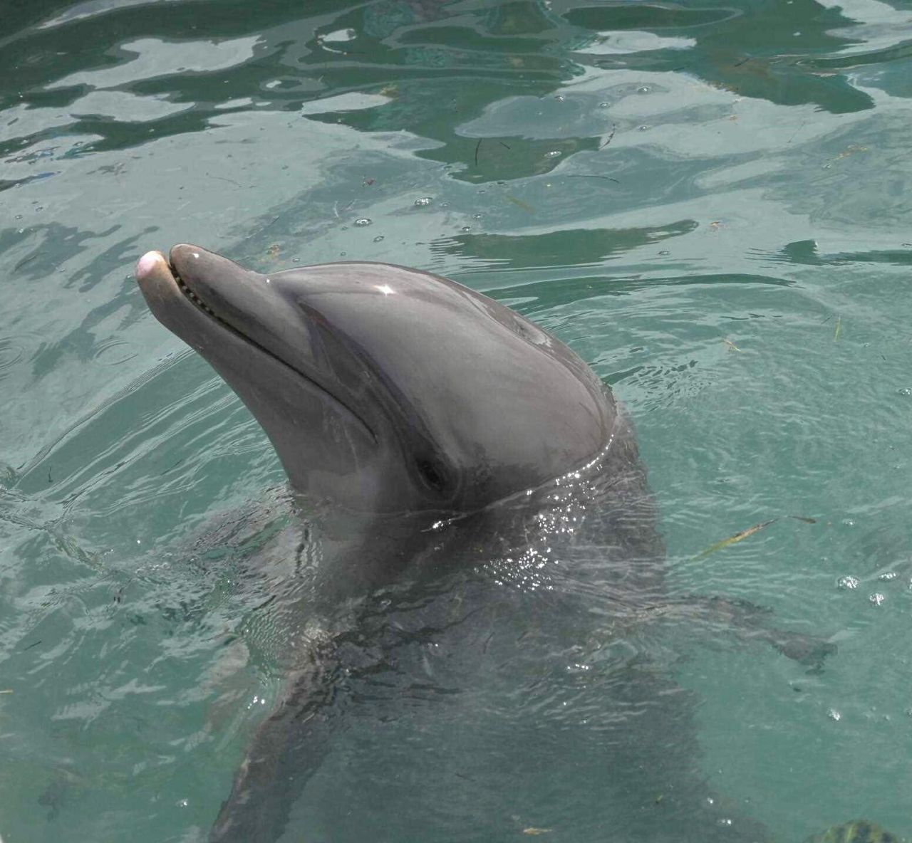 7073 Hawks Cay Boulevard, Duck Key, FL 33050 Photo