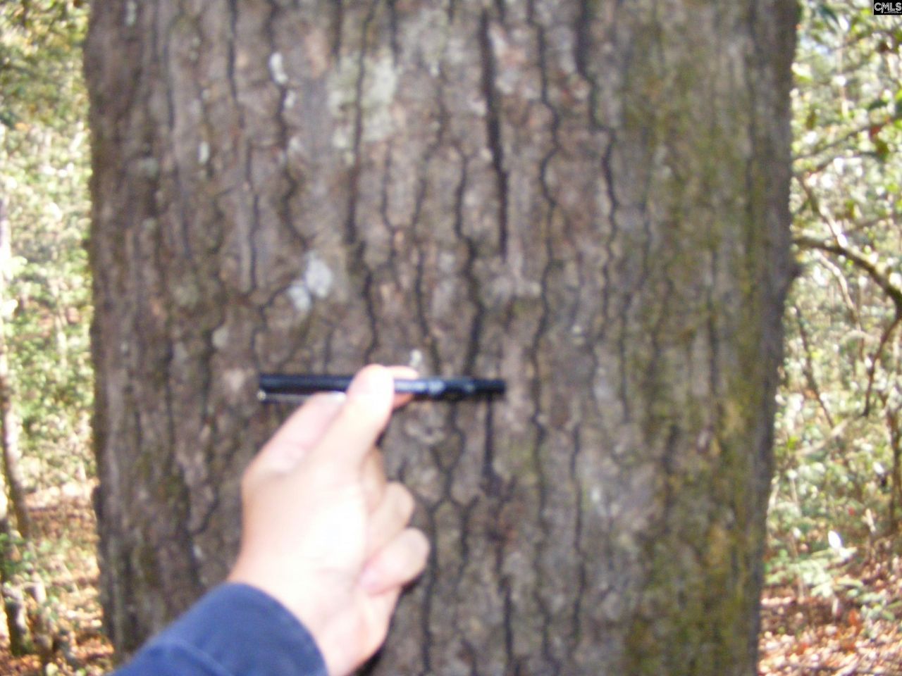 149 Branham Branch Road  Photo 14