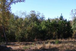 149 Branham Branch Road  photo 4