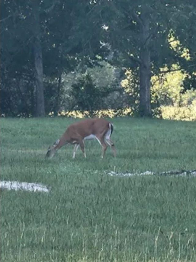 777 SW Wacissa Terrace, Greenville, FL 32331 Photo