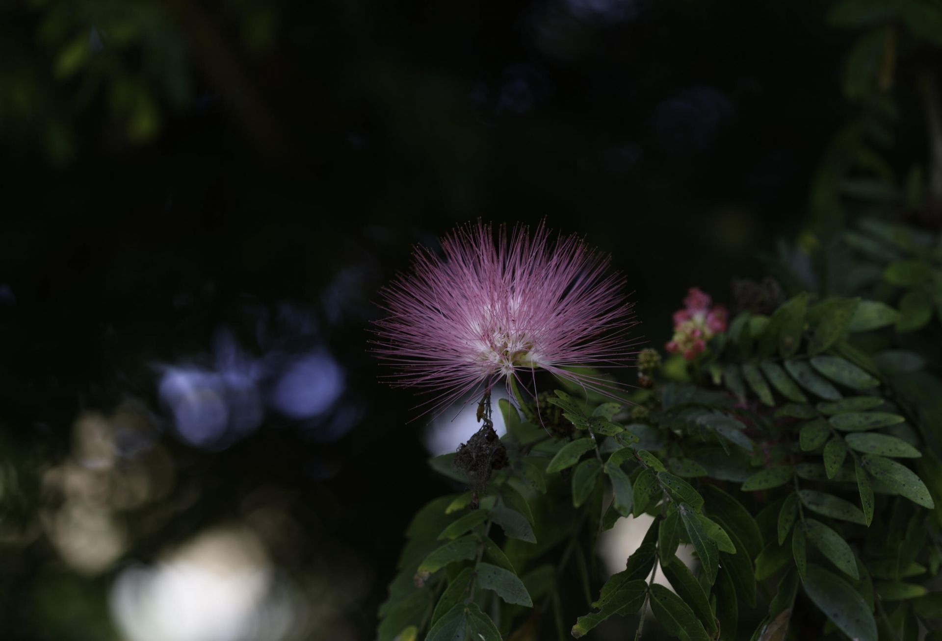 6595 Parkview Drive, Unit F, Boca Raton, FL 33433 Photo