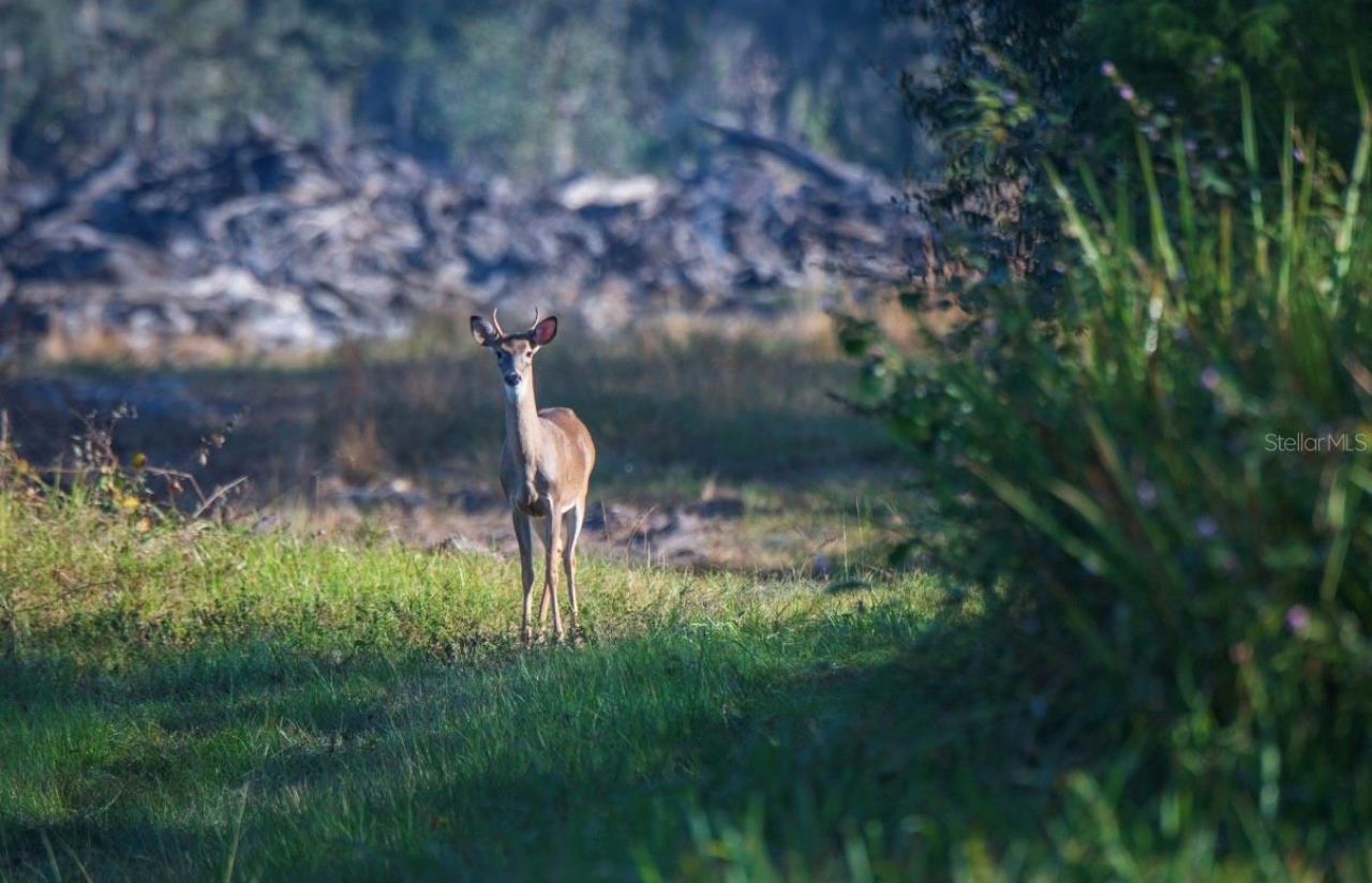 1061 Harris Road, Arcadia, FL 34266 Photo