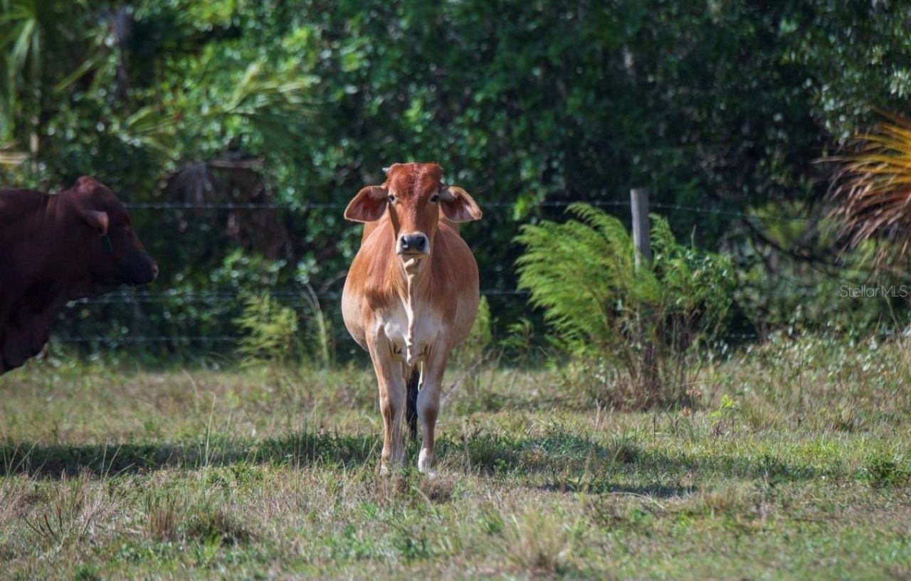 1061 Harris Road, Arcadia, FL 34266 Photo