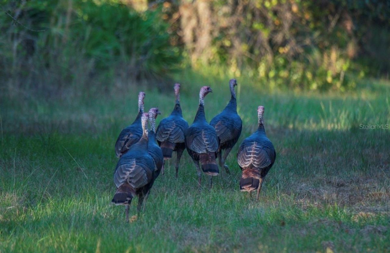 1061 Harris Road, Arcadia, FL 34266 Photo