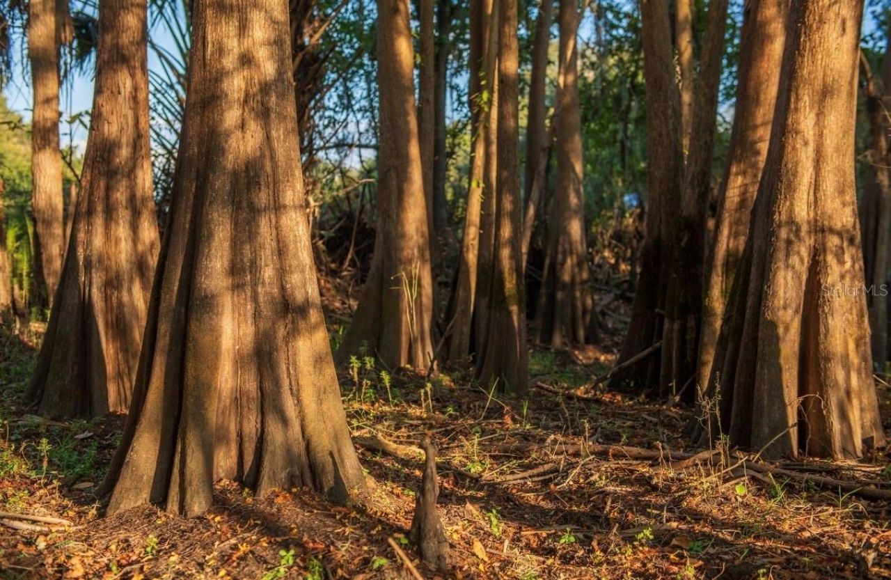 1061 Harris Road, Arcadia, FL 34266 Photo