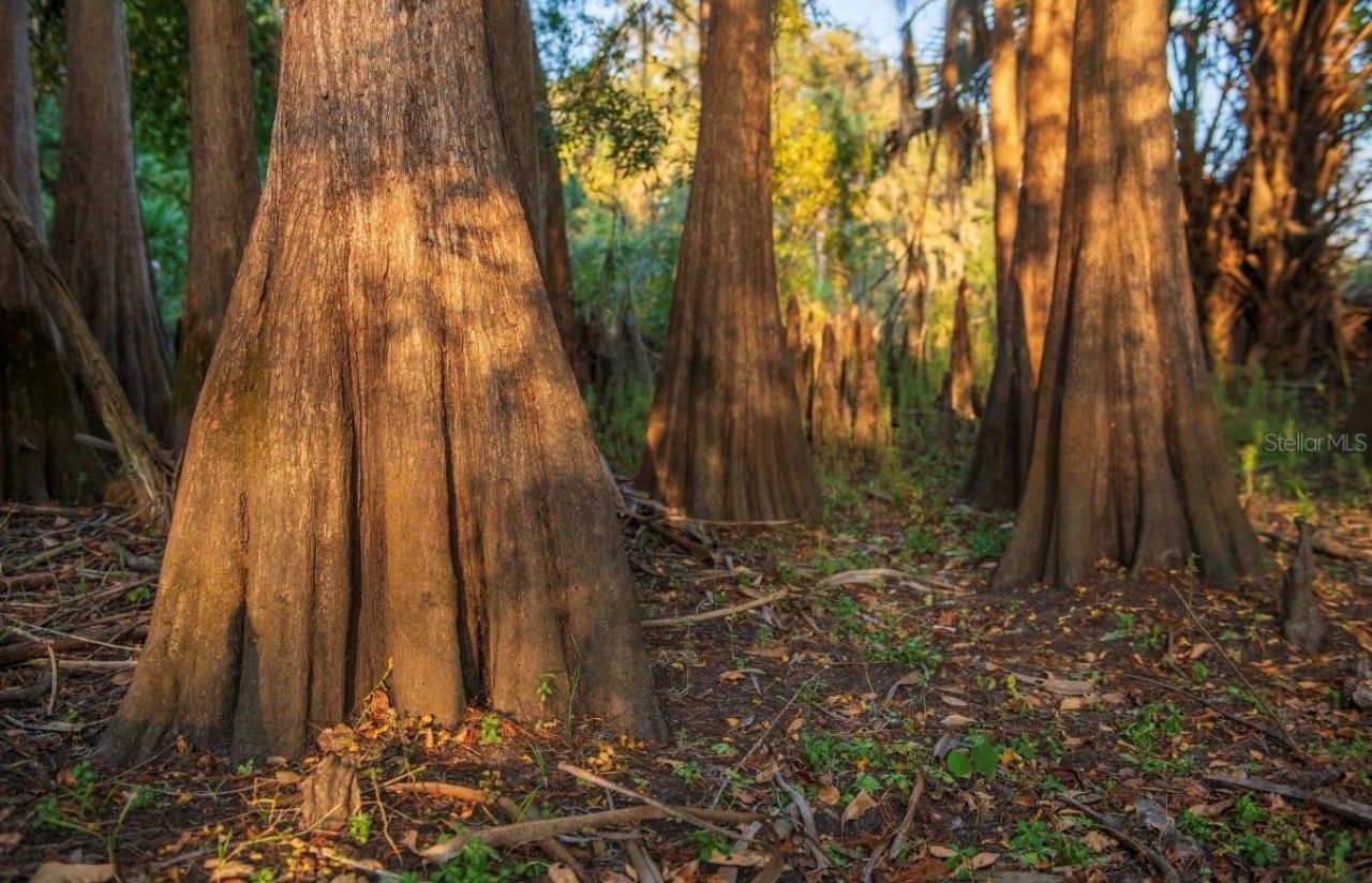 1061 Harris Road, Arcadia, FL 34266 Photo