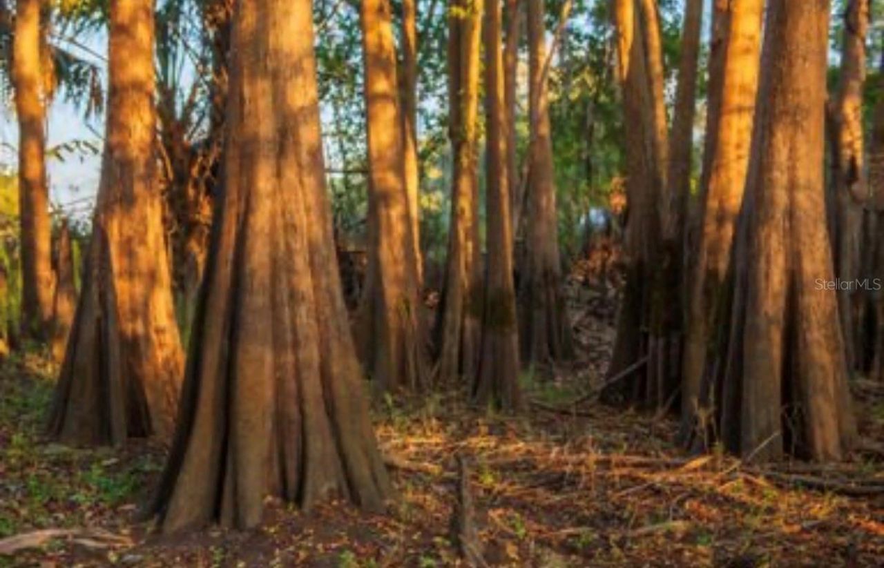 1061 Harris Road, Arcadia, FL 34266 Photo