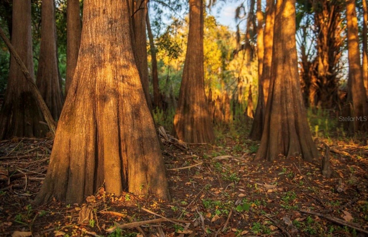 1061 Harris Road, Arcadia, FL 34266 Photo