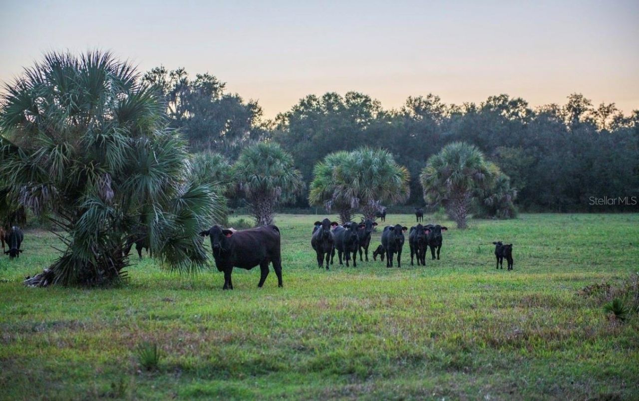 1061 Harris Road, Arcadia, FL 34266 Photo