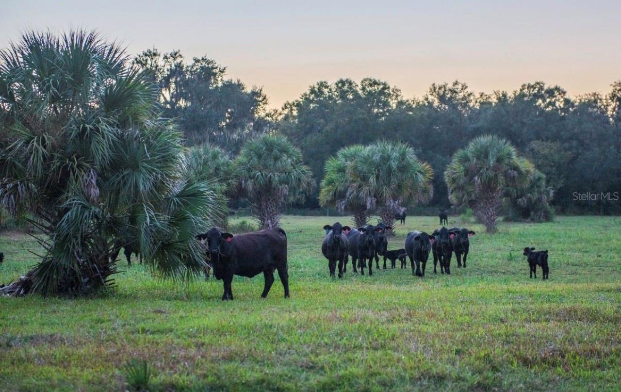 1061 Harris Road, Arcadia, FL 34266 Photo