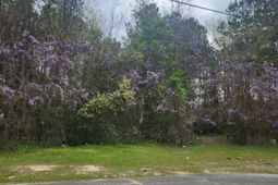 6430 Norris Street photo 4