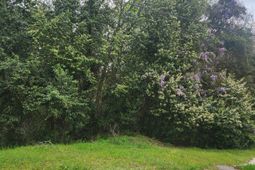 6430 Norris Street photo 4