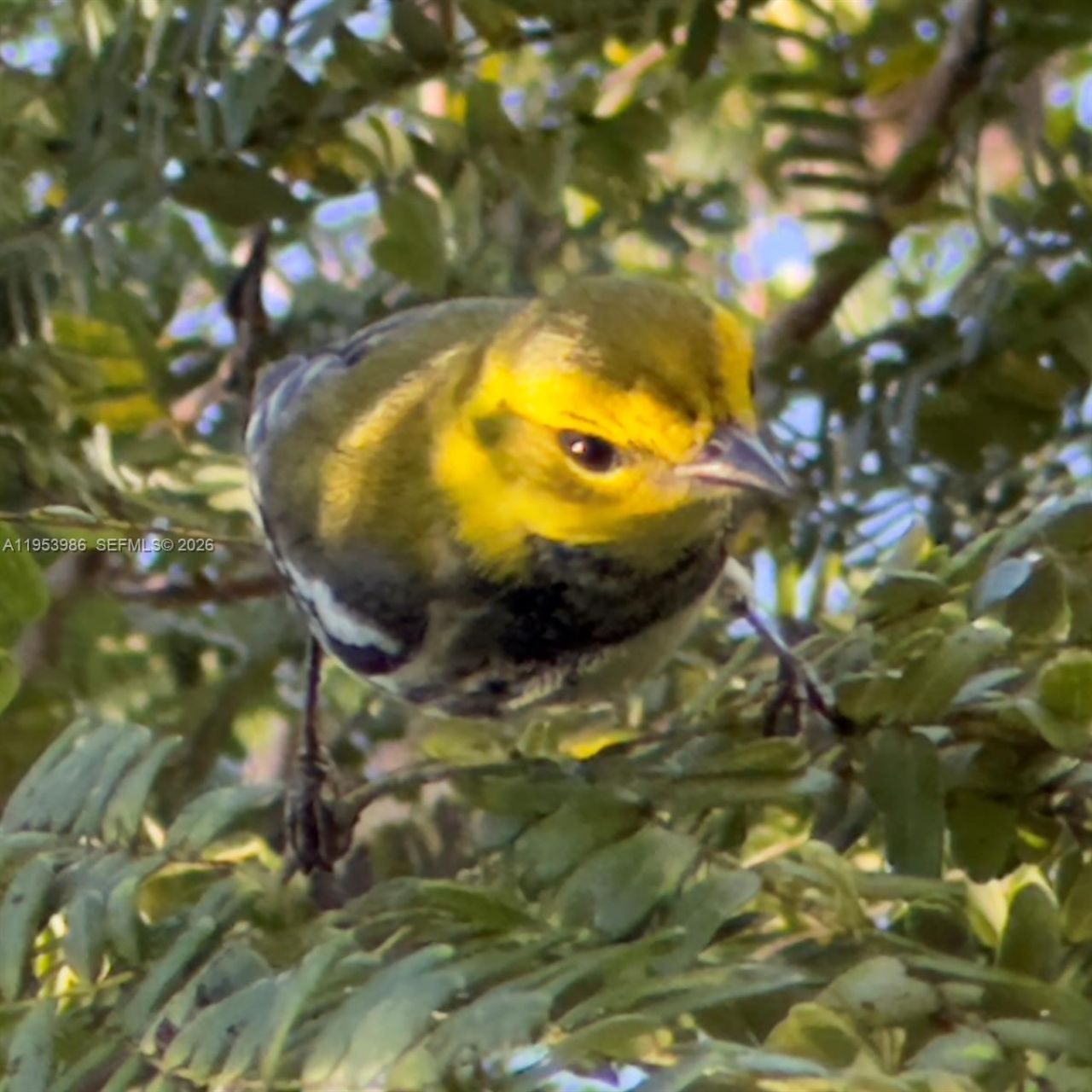 13595 SW 114th Ter, Miami, FL 33186 Photo