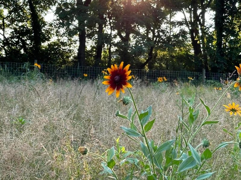 7801 Harlem Road, Westerville, OH 43081 Photo 56