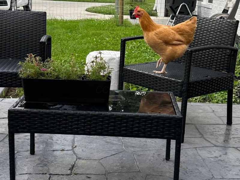 7801 Harlem Road, Westerville, OH 43081 Photo 57