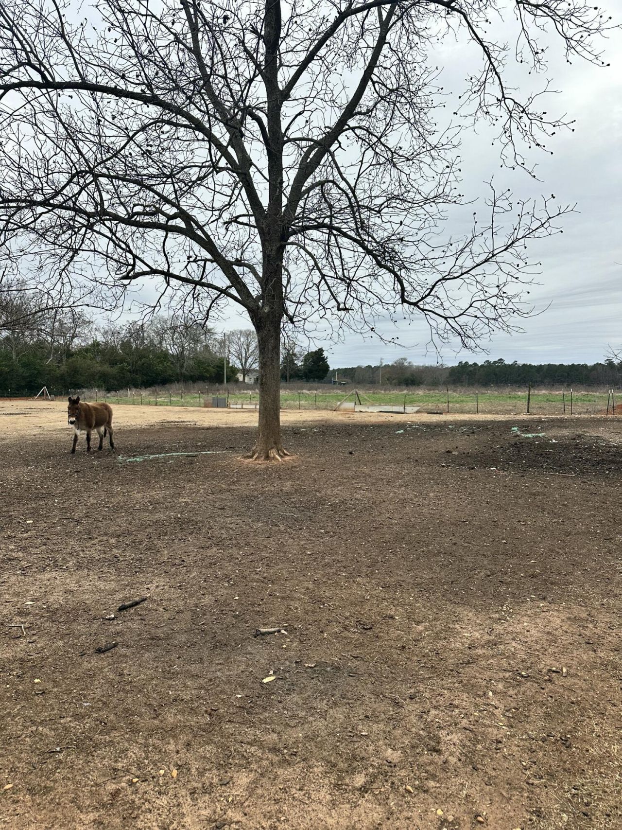 6995 Arthur Gayle Road Photo 37