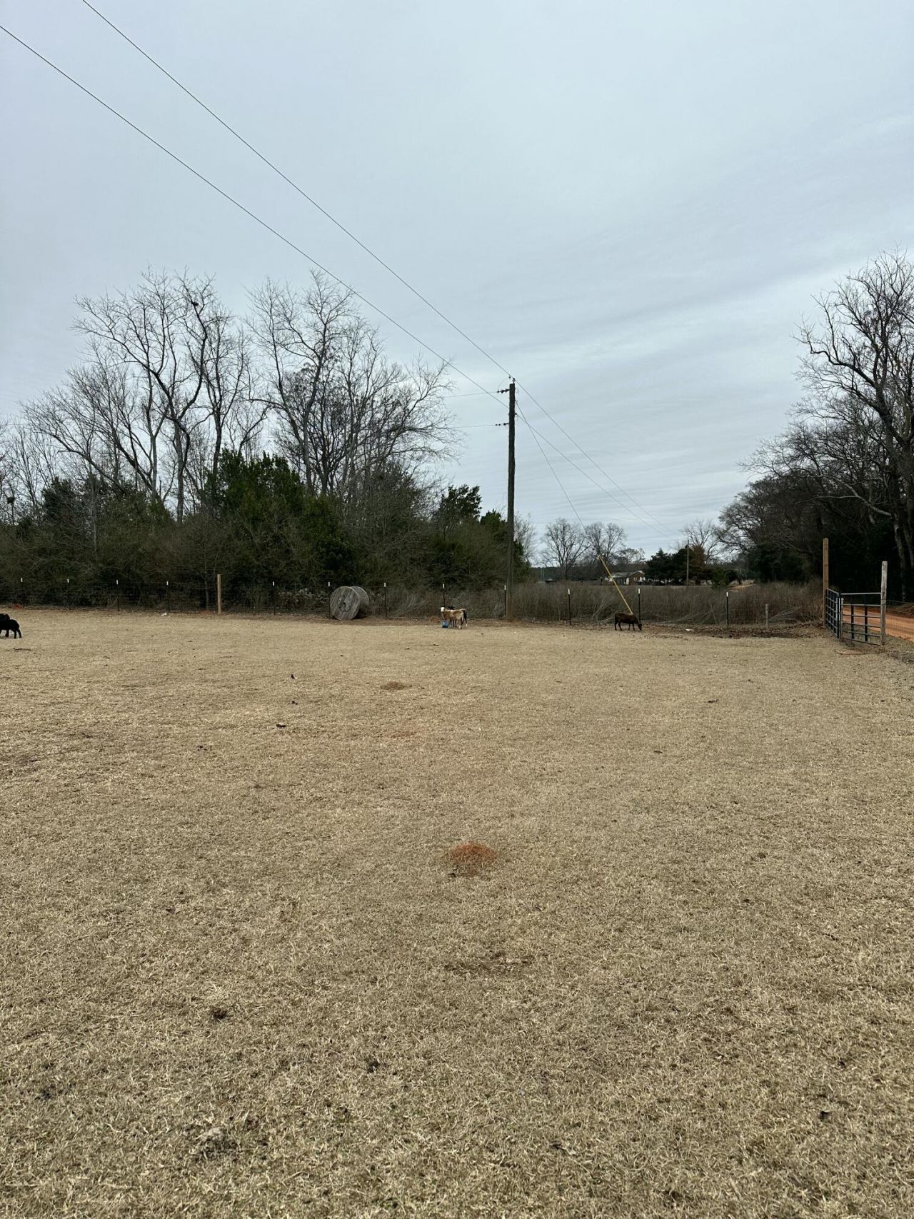 6995 Arthur Gayle Road Photo 55