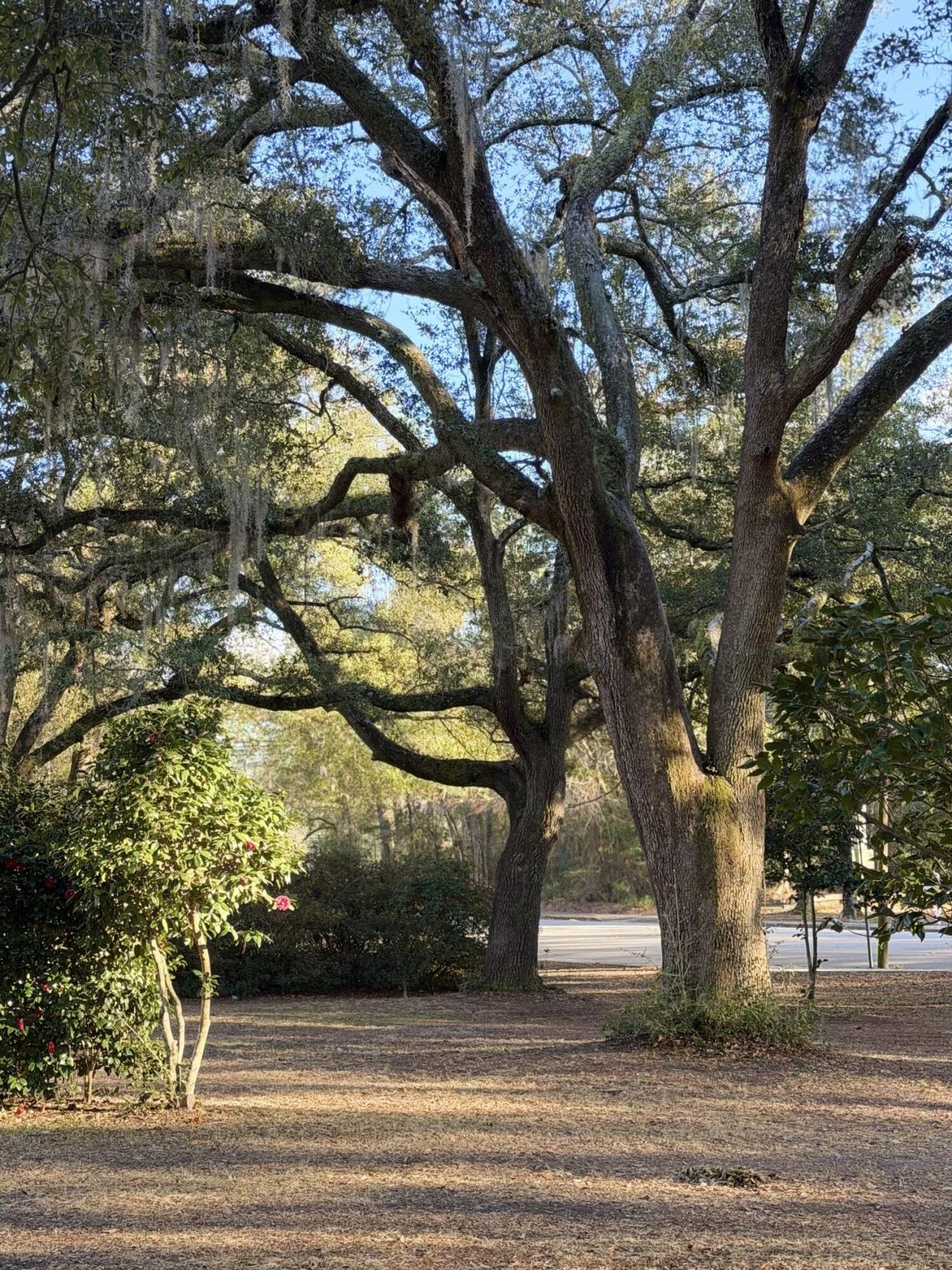 1217 Wichman Street Photo 34