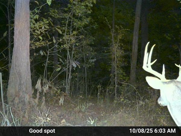 00 Olive Branch Road, Moundsq, IL 62964