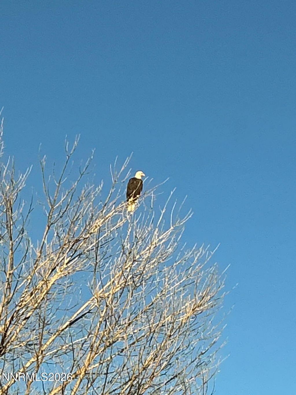 7290 Island Queen Drive, Sparks, NV 89436 Photo