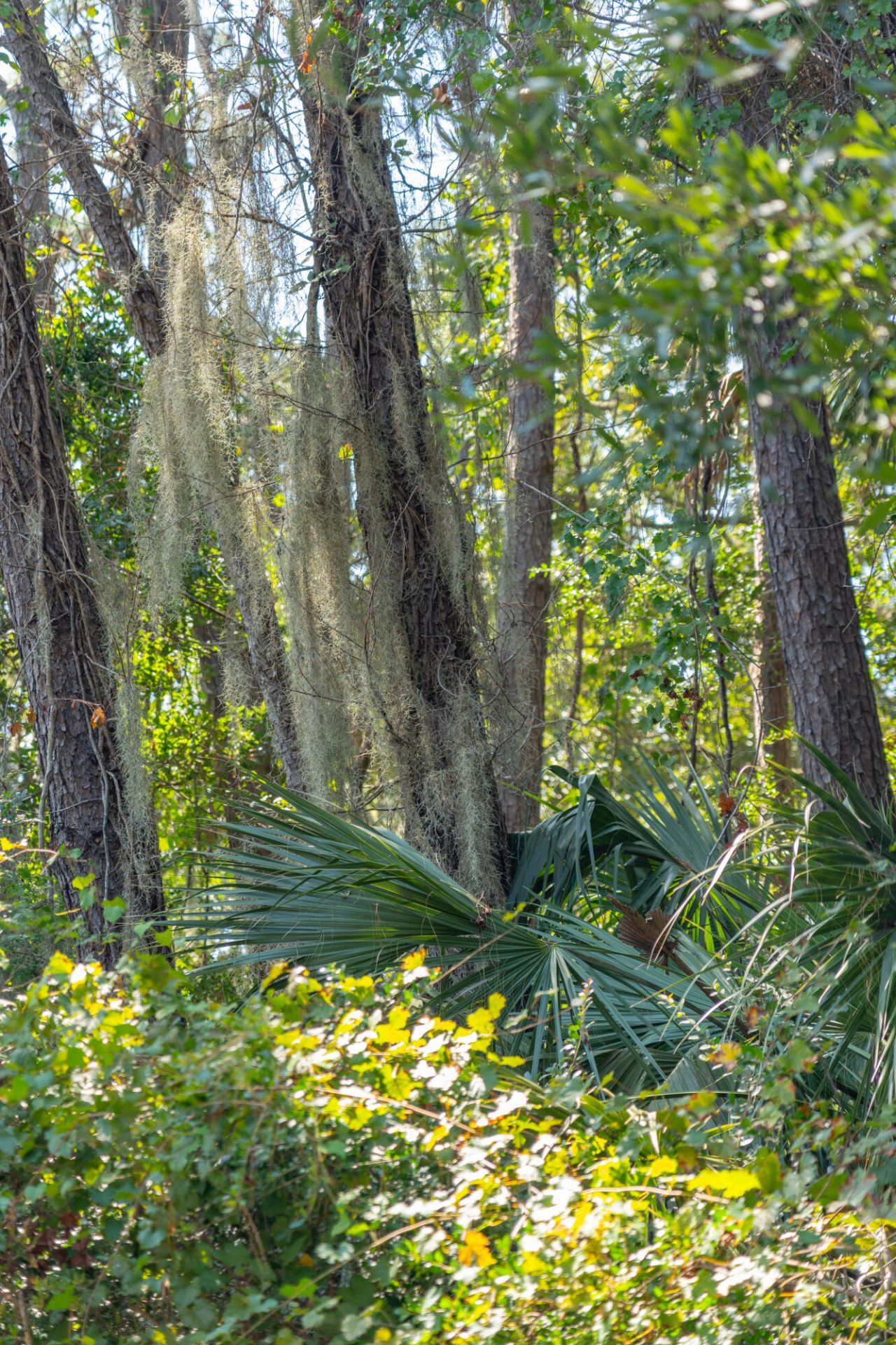 2160 Royal Pine Drive Photo 13