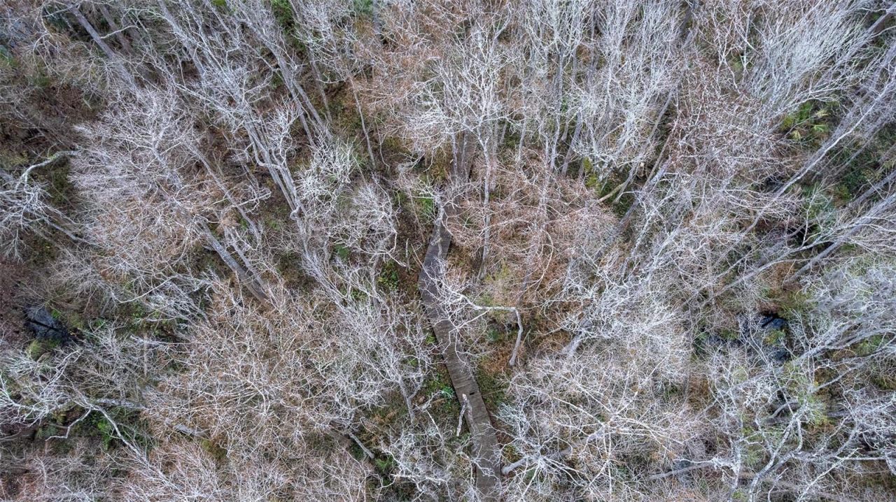 155 Fran Lane, Satsuma, FL 32189 Photo