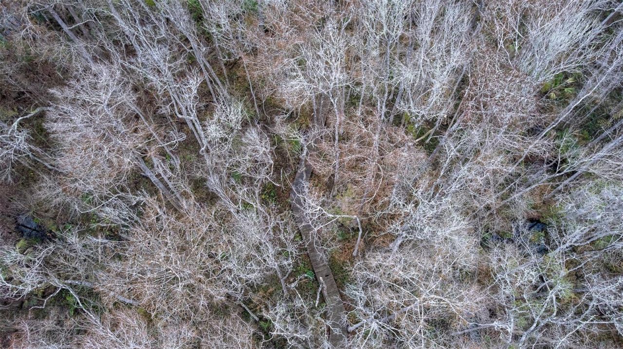 155 Fran Lane, Satsuma, FL 32189 Photo