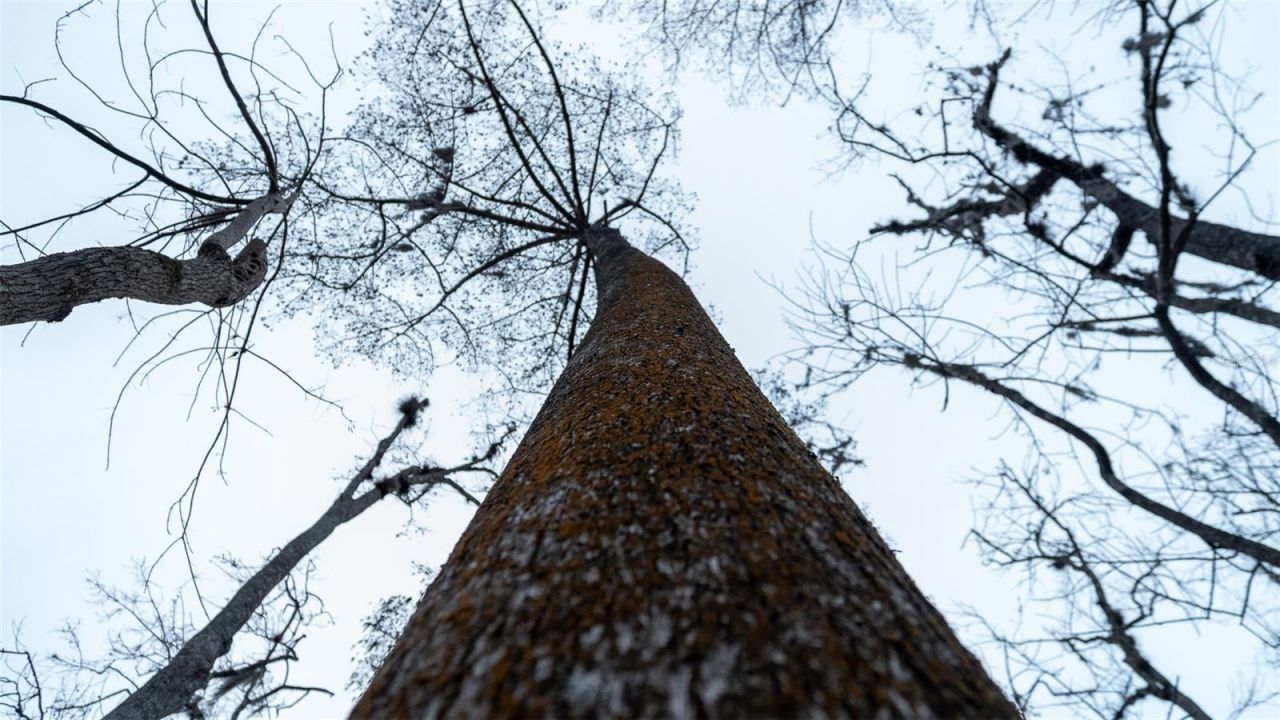 155 Fran Lane, Satsuma, FL 32189 Photo