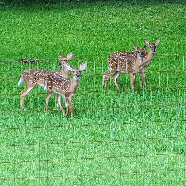 3582 Heathermoor Court Photo 41