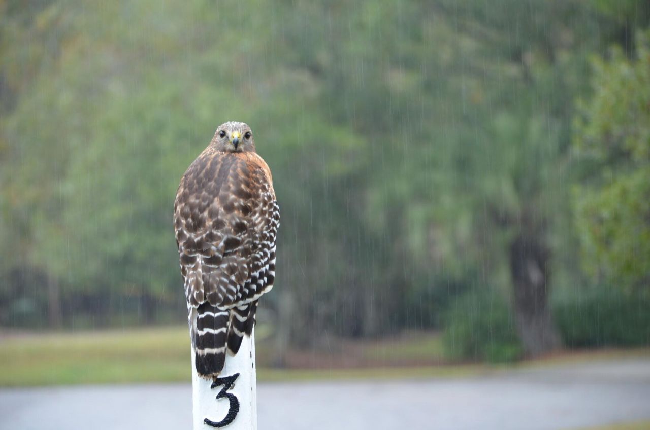 3582 Heathermoor Court Photo 42