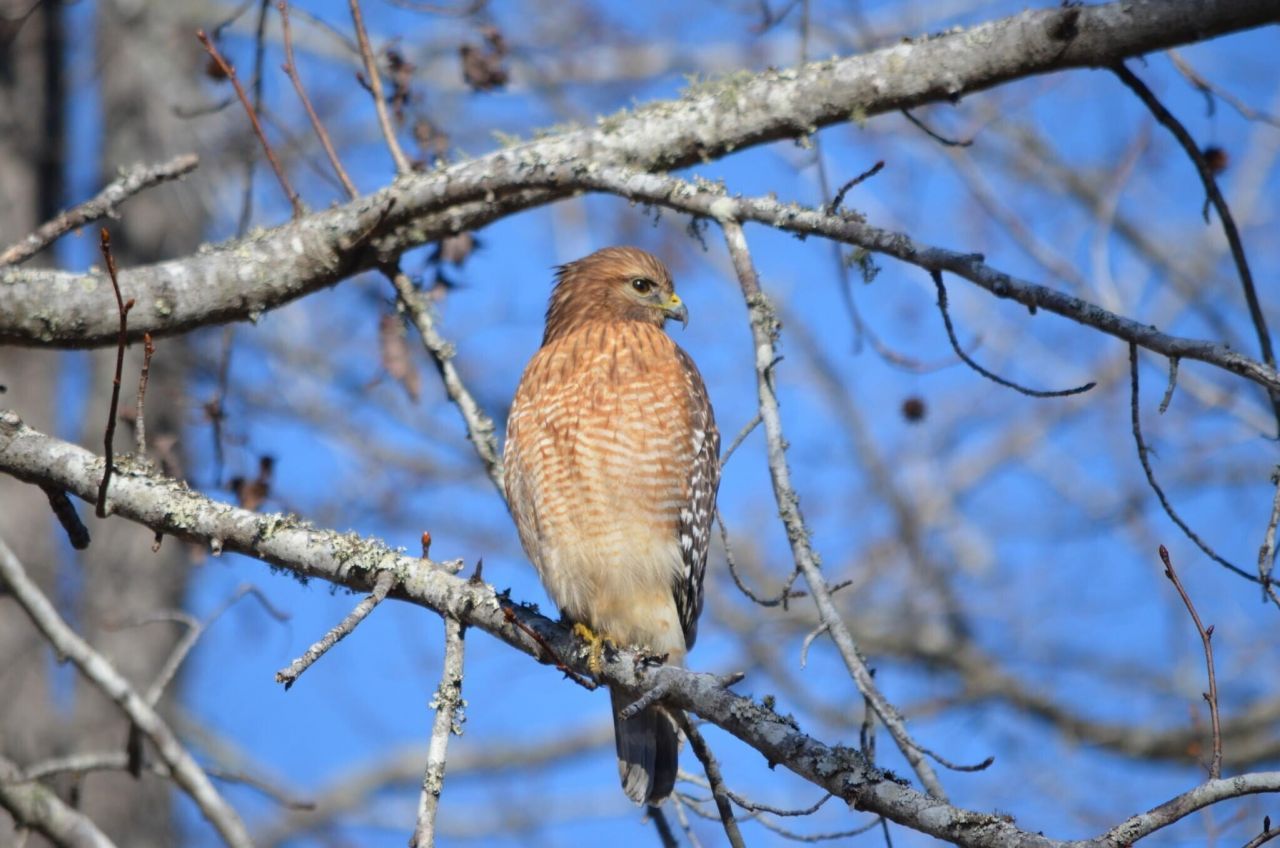 3582 Heathermoor Court Photo 43