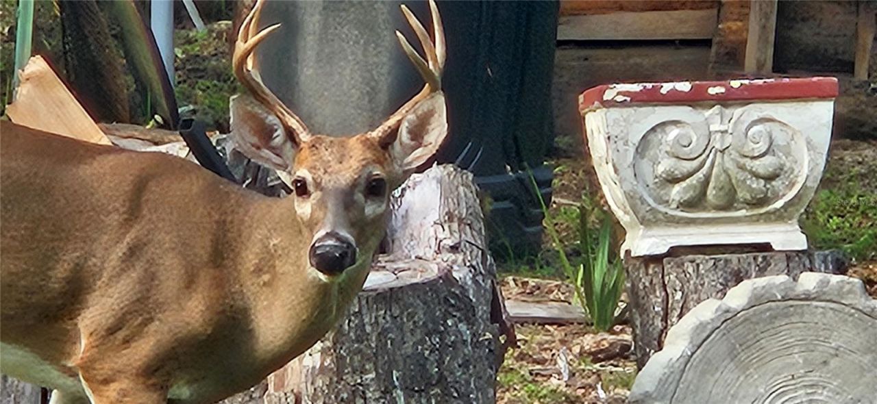 11159 N Clamdigger Terrace, Inglis, FL 34449 Photo