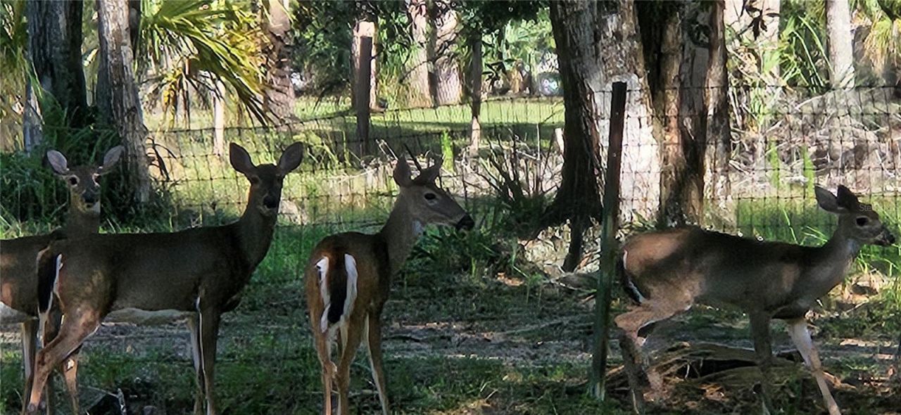 11159 N Clamdigger Terrace, Inglis, FL 34449 Photo