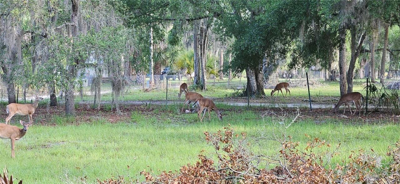 11159 N Clamdigger Terrace, Inglis, FL 34449 Photo